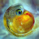 Illustration for article titled The Microscopic Beauty of Photographys Smallest Subjects